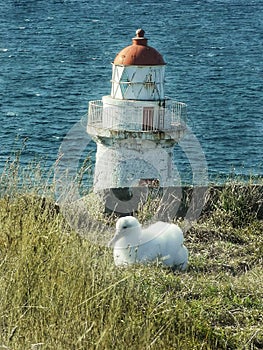 Albatros chick with Taiaroa Head lighthouse at the background