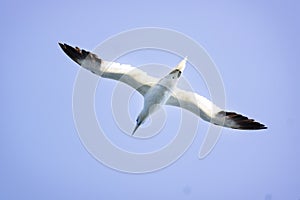 A Albatros flies in the clear blue sky.