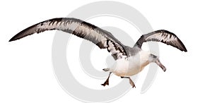 Albatross bird isolated on white background. with clipping path
