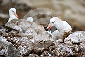 Black-browed Albatross bird - Diomedeidae - building a new nest in colony on New Island, Falkland Islands