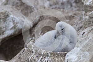 Cute fluffy grey albatross chick sitting in a stone nest on Falkland Islands, Las Malvinas