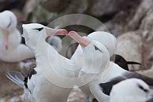 Albatross couple - family  Diomedeidae - mating rituals on New Island, Falkland Islands