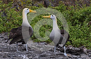 Albatross courtship galapagos