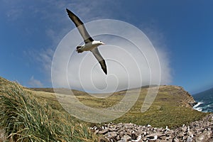 Albatross In Flight