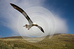 Albatross In Flight photo