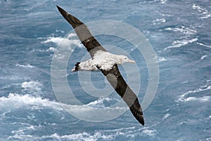 Albatross in flight