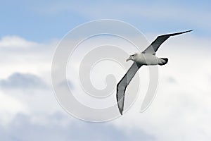 Albatross in flight