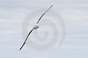 Albatross in flight
