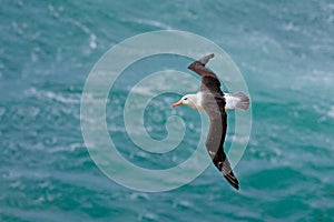 Albatross in fly with sea wave in the background. Black-browed albatross, Thalassarche melanophris, bird flight, wave of the Atlan