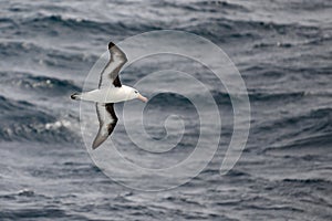 Black-browed Albatross bird - Diomedeidae - flying over South Antarctic Sea