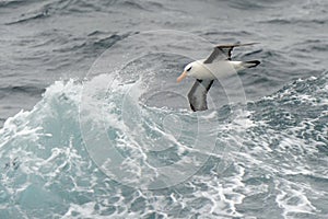 Albatross flying between waves