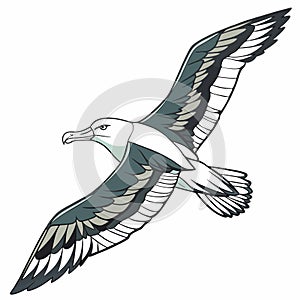 Albatross full body realistic image vector artwork photo