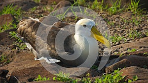 Albatross in Galapagos Islands