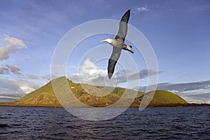 Albatross - Isabella Island - Galapagos Islands photo