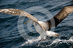 Albatross Landing in Sea