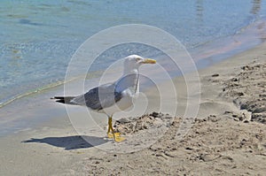 An albatross is looking for food on a sandy beach.