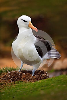 Albatross in nest. Cute baby of Black-browed albatross, Thalassarche melanophris, sitting on clay nest on the Falkland Islands. Wi photo