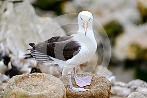 Black-browed Albatross bird - Diomedeidae - standing on rocks on New Island, Falkland Islands