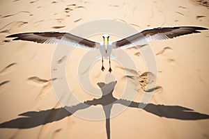 albatross with wingspan shadow on the sand