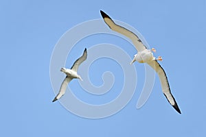 Albatrosses