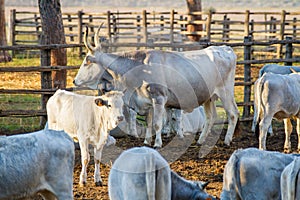 Alberese Gr, Italy, cows in the Maremma country, Tuscany