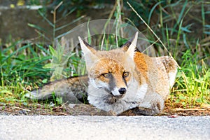 Alberese Gr, Italy, fox close up in the maremma country, Italy