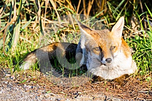 Alberese Gr, Italy, fox close up in the maremma country, Italy