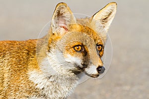 Alberese Gr, Italy, fox close up in the maremma country, Italy