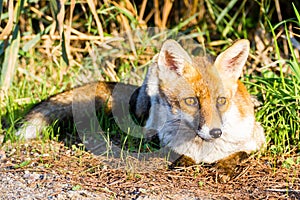 Alberese Gr, Italy, fox close up in the maremma country, Italy