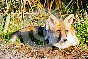 Alberese Gr, Italy, fox close up in the maremma country, Italy