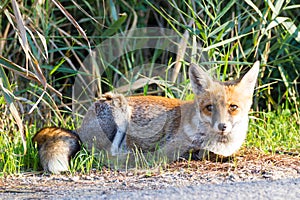 Alberese (Gr), Italy, fox close up in the maremma country, Italy