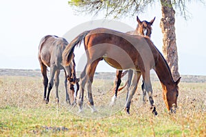 Alberese Gr, Italy, horses grazing in the maremma country, Italy