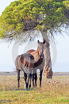 Alberese Gr, Italy, horses grazing in the maremma country, Italy