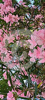 albero di oleandro con fiori rosa