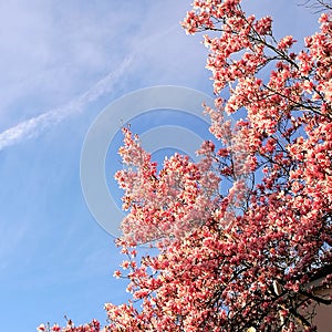 Albero in fiore photo