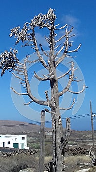 albero secco cielo azzurro photo