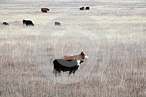 Alberta beef cattle