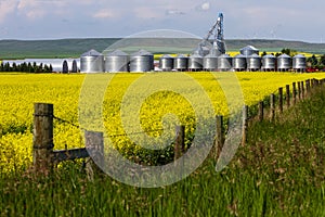 Alberta canola field agriculture canada