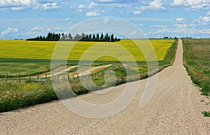 Alberta Farmlands