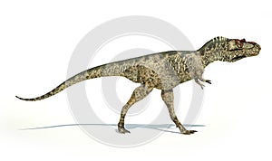 Albertosaurus Dinosaur, photorealistic representation, side view