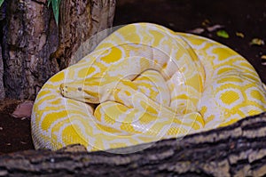 Albina burmese python.python molurus bivittatus in the terrar photo