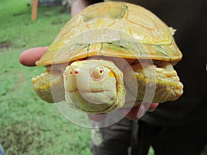 Albine turtle photo