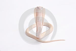 Albino cobra, Naja kaouthia photo