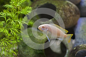 Albino African Cichlid Tropical Fish