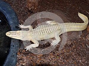 Albino alligator