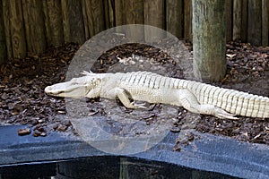 Albino alligator