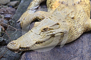Albino Alligator