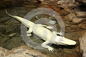Albino alligator