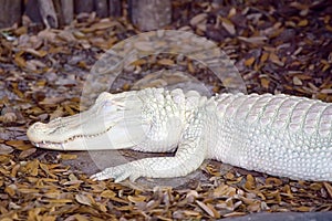 Albino Alligator