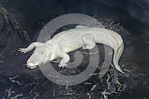 Albino alligator photo